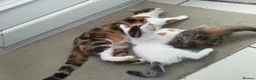 American Shorthair cats for sale: American short hair kitten  - Advert 3