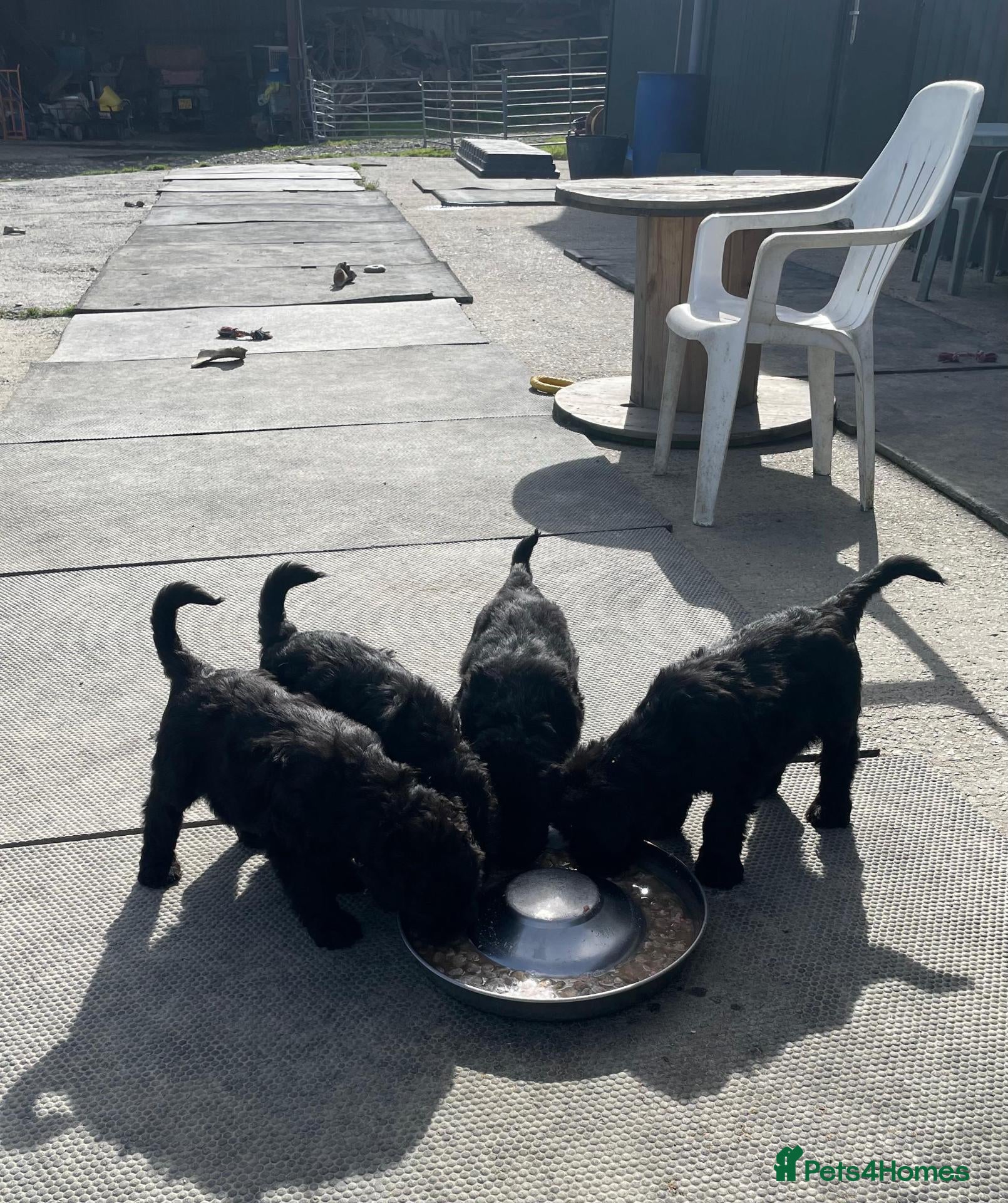 Russian Black Terrier dogs Black Russian Terrier 🐾 - Advert 2