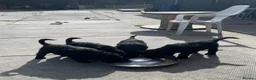 Russian Black Terrier dogs for sale: Black Russian Terrier 🐾 - Advert 4