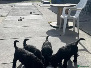 Russian Black Terrier dogs Black Russian Terrier 🐾 - Advert 2