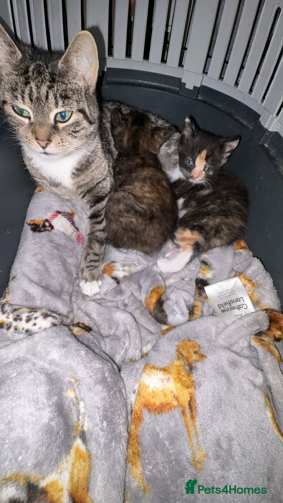 Mixed Breed cats for sale: 2 beautiful kittens  - Advert 1