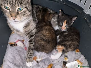 Mixed Breed cats 2 beautiful kittens - Advert 2