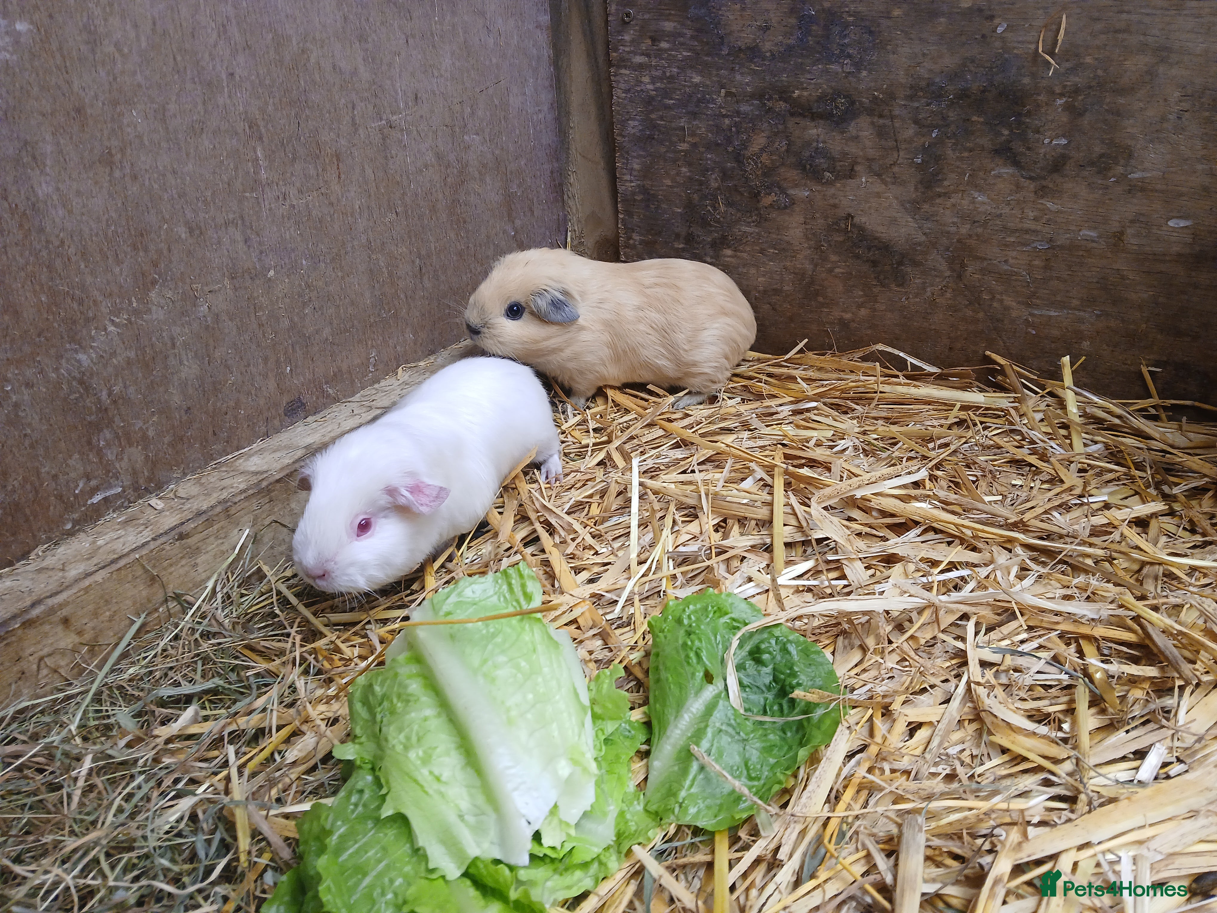 Guinea Pig rodents Young guineapigs - Advert 1