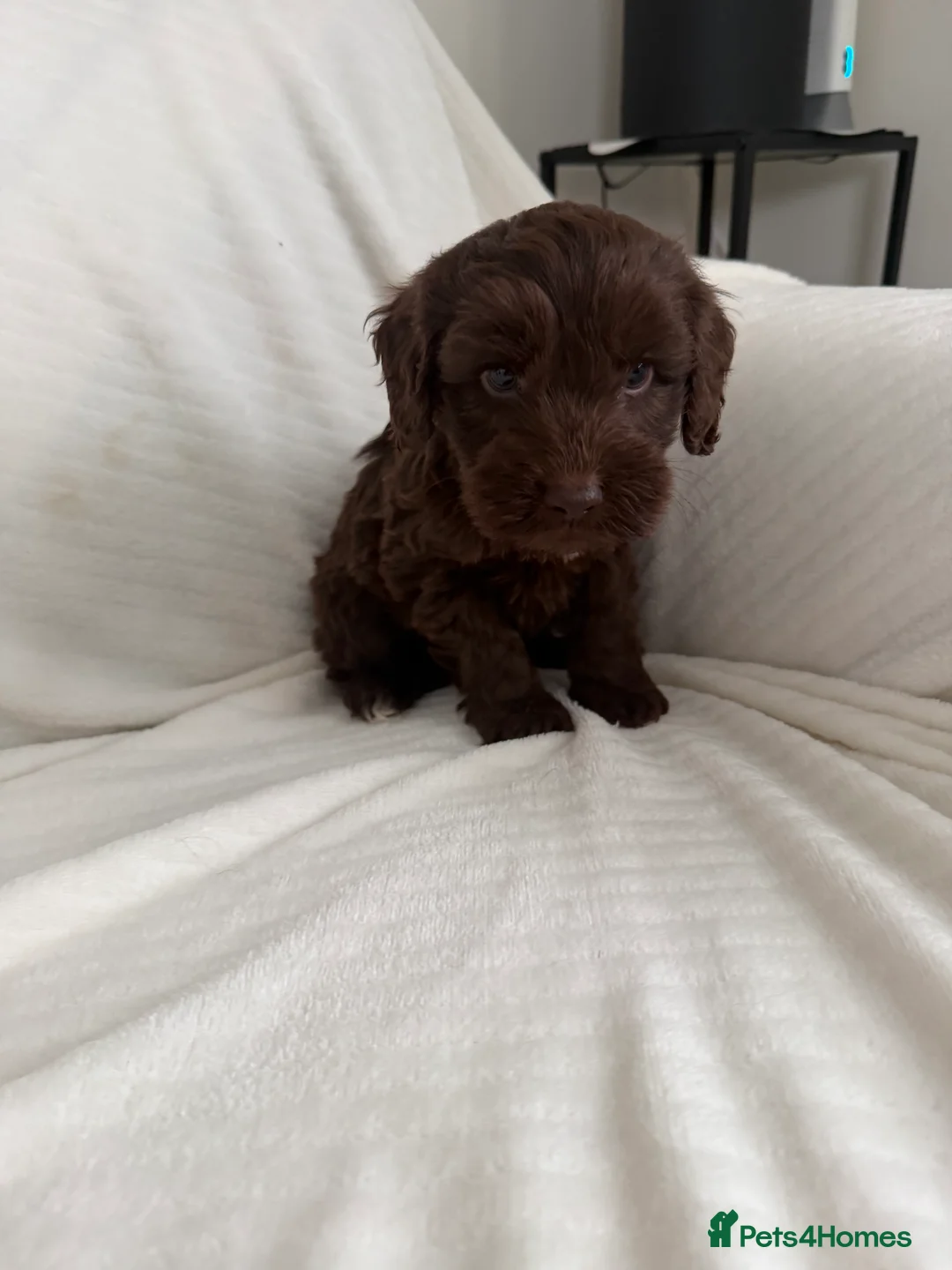 Cockapoo dogs for sale: CockerPoo  - Advert 6