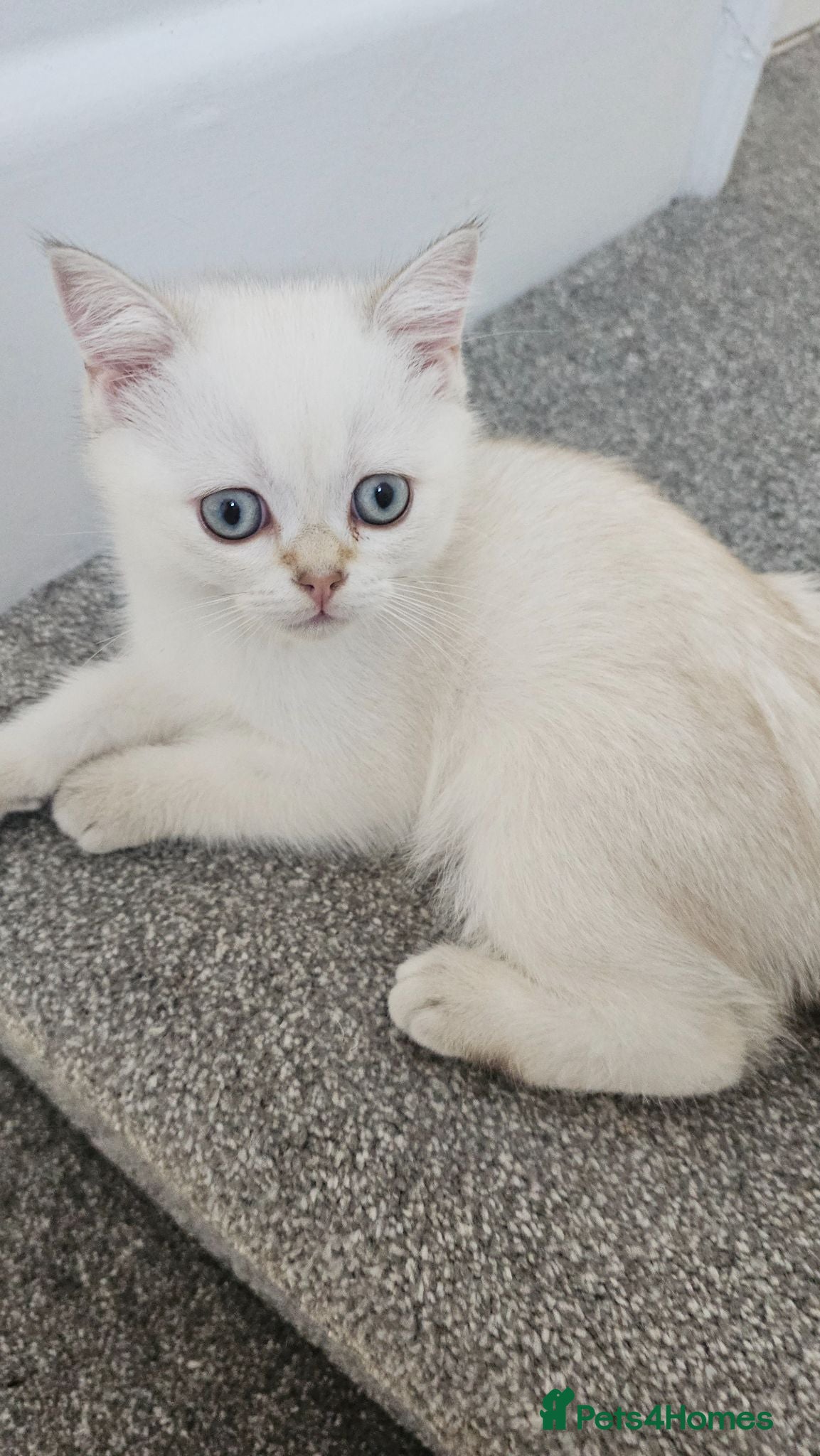 Scottish Fold cats Pedigree😻SF TICA registered😻kittens😻 - Advert 3