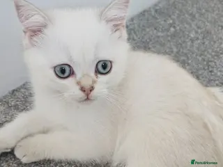Scottish Fold cats Pedigree😻SF TICA registered😻kittens😻 - Advert 3