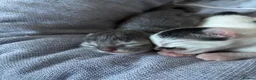 Mixed Breed cats for sale: 2 Beautiful and healthy kittens for sale  in Bath - Advert 3
