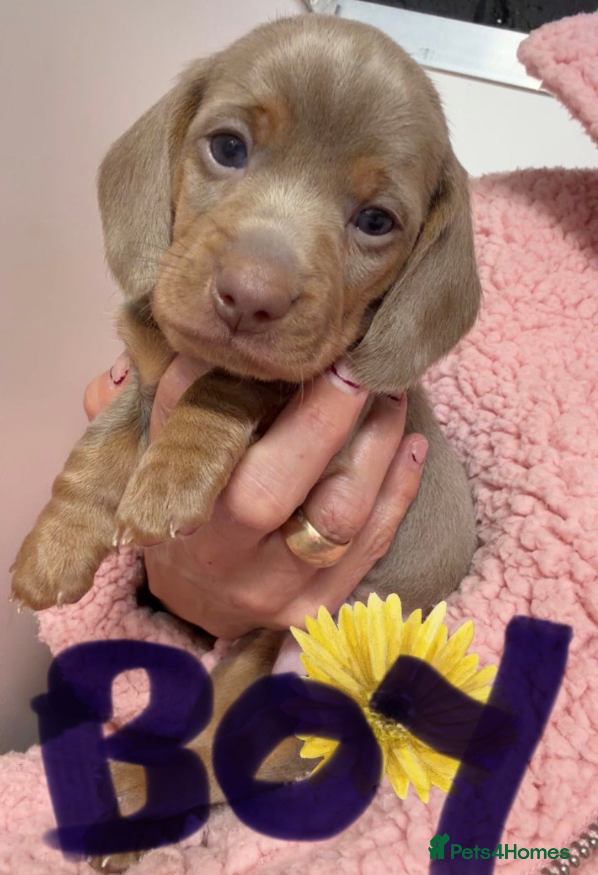 Miniature Dachshund dogs Mini dachshund 2 long haired  - Advert 11