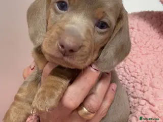 Miniature Dachshund dogs Mini dachshund 2 long haired - Advert 11