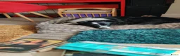 Borador dogs for sale: Borador Puppies  in York - Advert 2