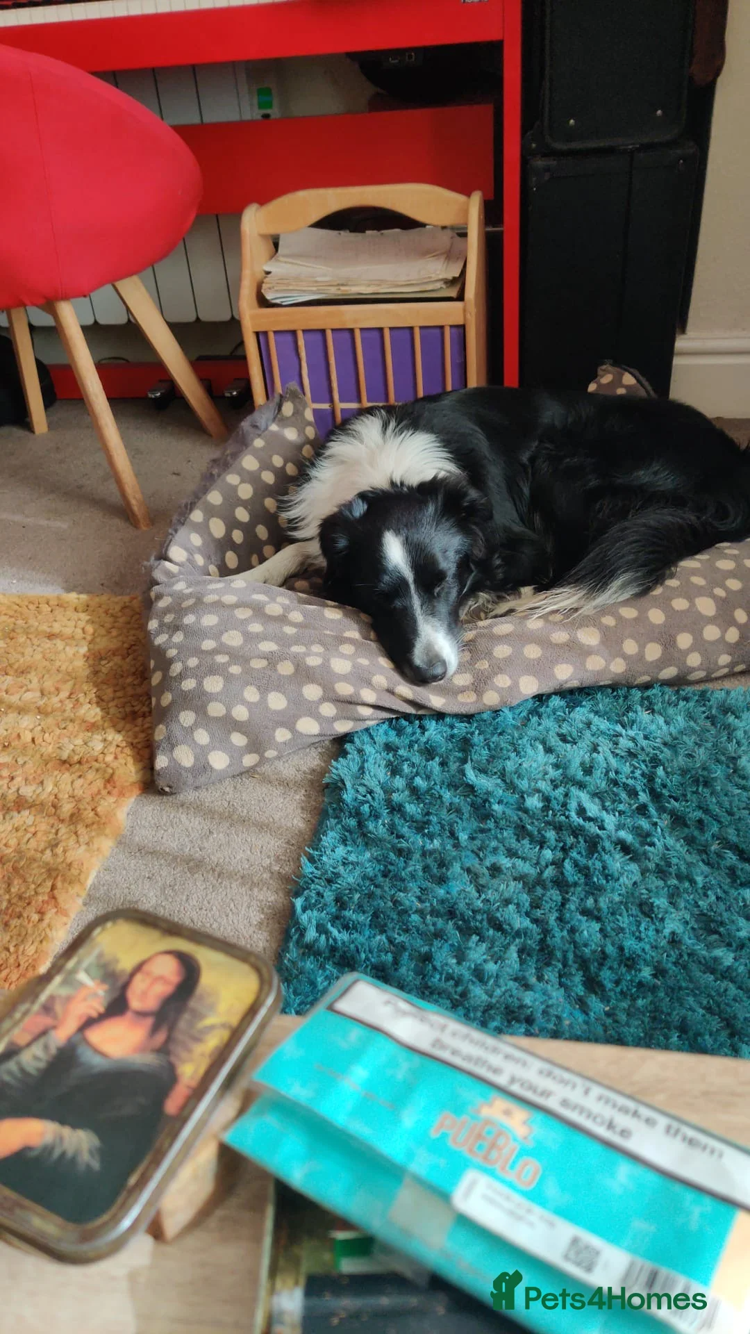 Borador dogs for sale: Borador Puppies  in York - Advert 2