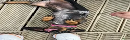 Miniature Dachshund dogs for sale: 15 month old dapple miniature female  - Advert 2