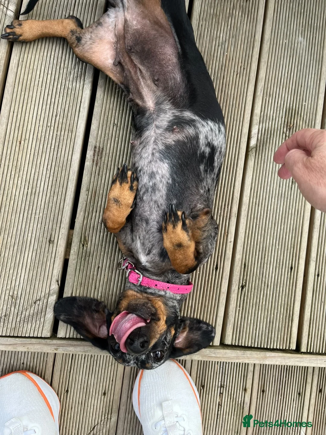Miniature Dachshund dogs for sale: 15 month old dapple miniature female  - Advert 2