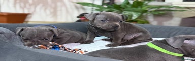 Staffordshire Bull Terrier Puppy 4