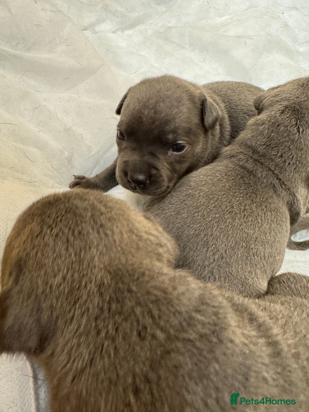 Staffordshire Bull Terrier dogs for sale: KC & DNA tested Staffordshire Bull Terrier Puppies - Advert 10