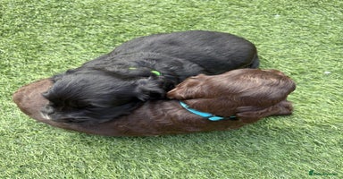 Cocker Spaniel dogs - Advert 15
