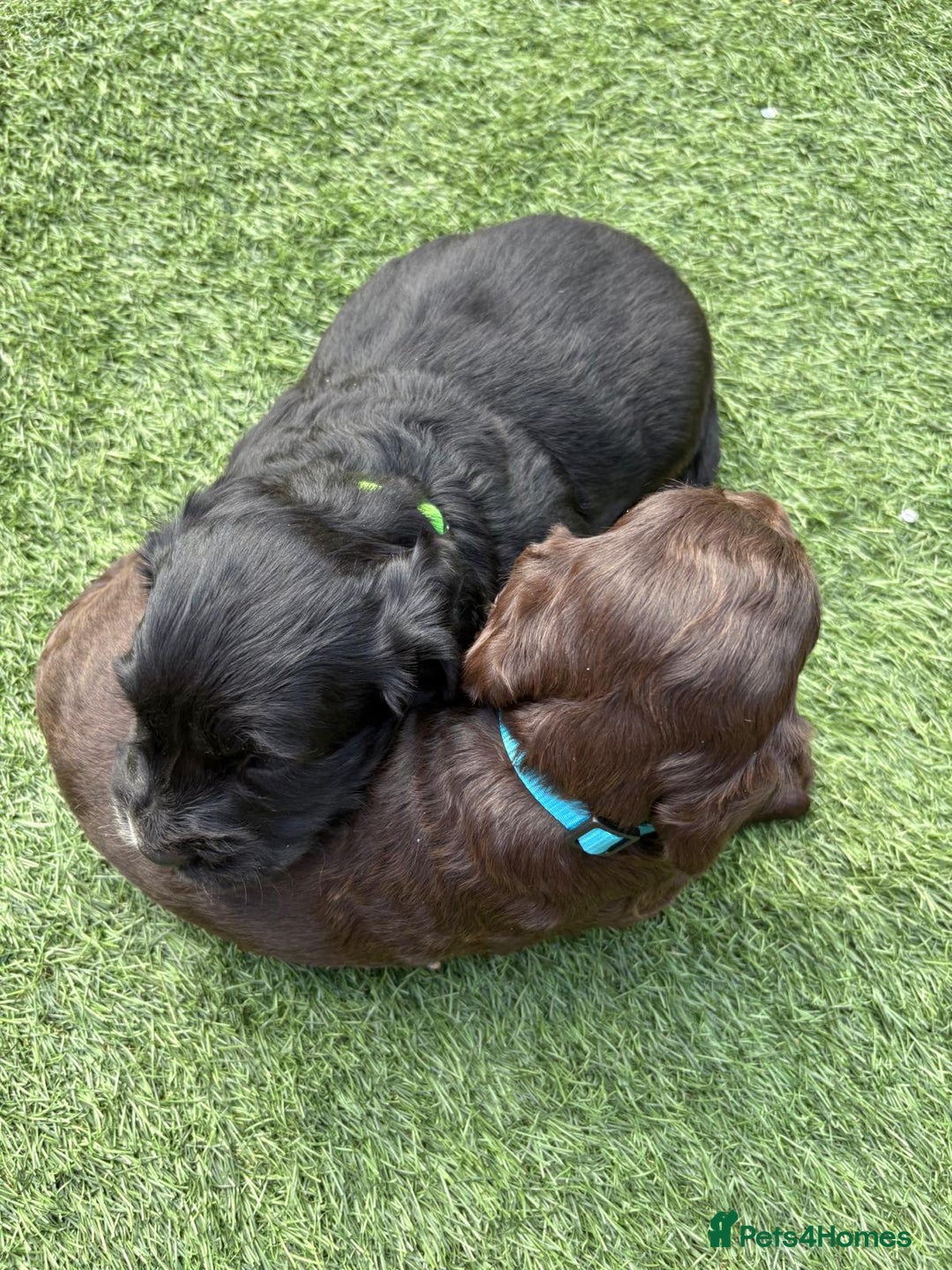 Cocker Spaniel dogs for sale: 3 Beautiful cocker spaniel puppies 2 boys 1 girl - Image 3
