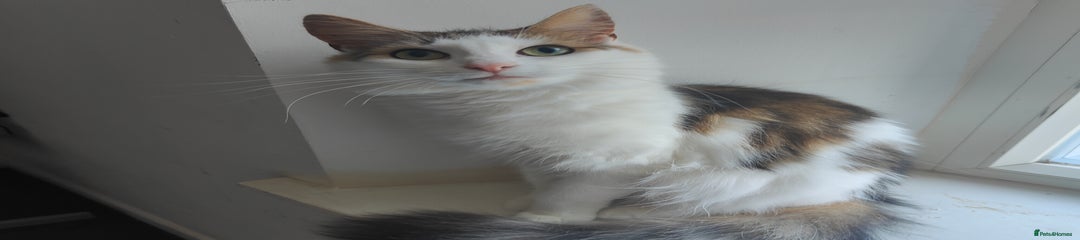 Norwegian Forest Mix 
