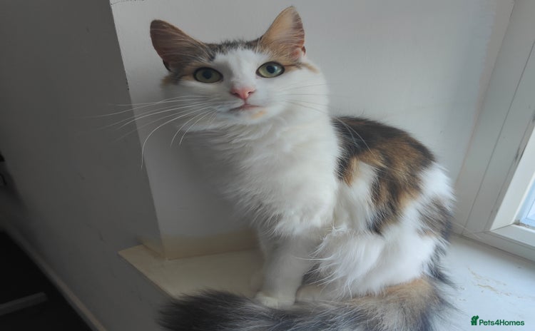 Maine Coon cats - Advert 2