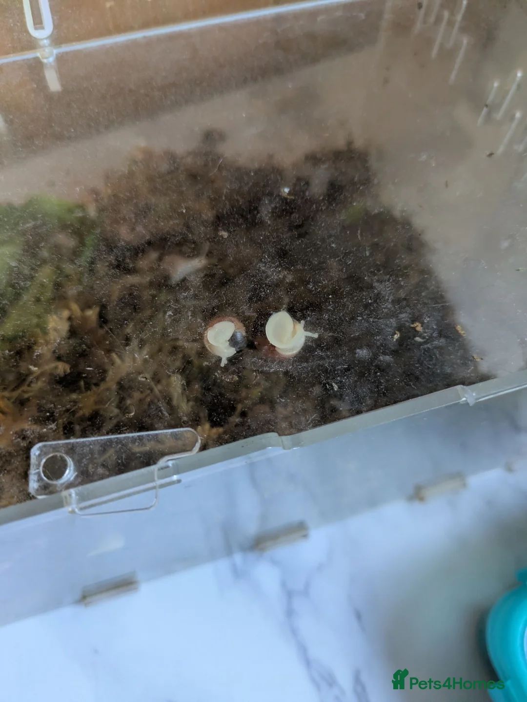 Snails invertebrates for sale: African albino land snails  in Pershore - Advert 2