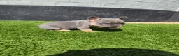 French Bulldog dogs for sale: Top Quality KC Registered French Bulldog 2x Micro  in Bournemouth - Advert 3