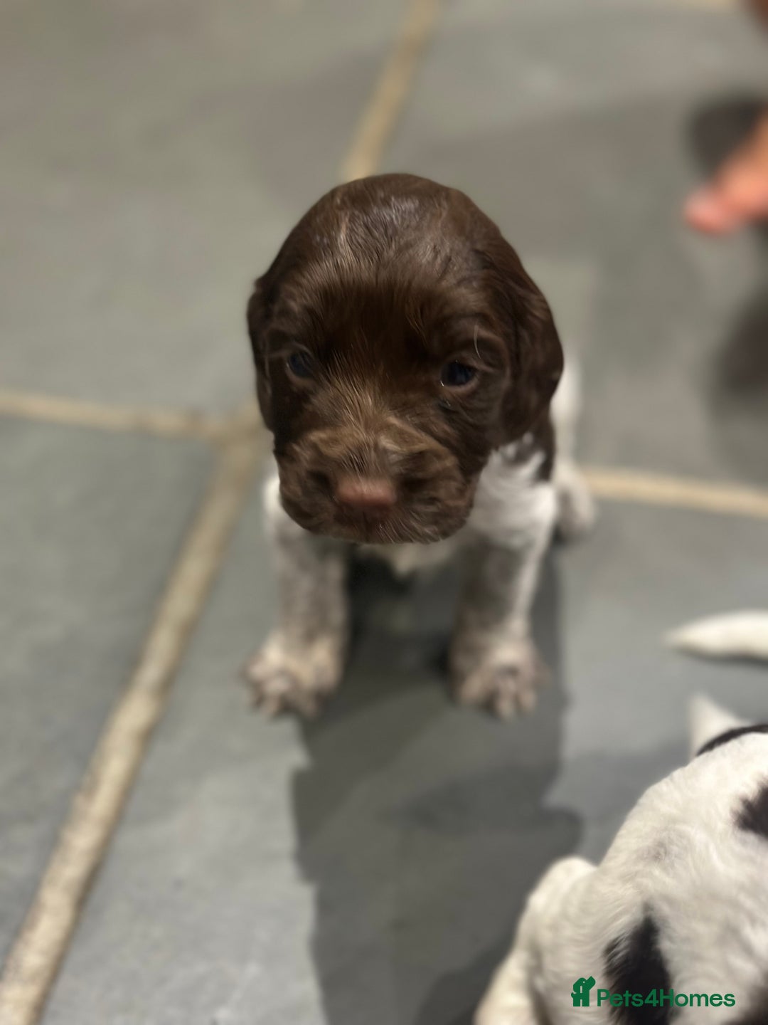 Sprocker dogs for sale: Beautiful sprockers  - Image 39