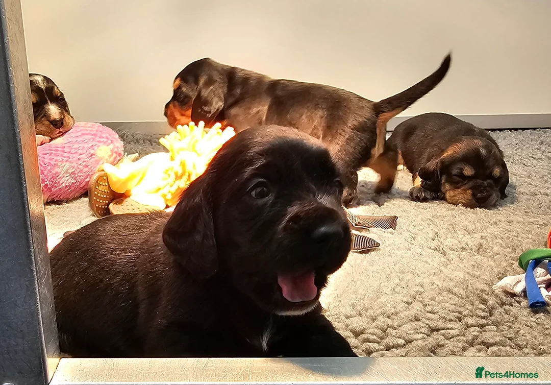 Bocker dogs for sale: Beautiful Bocker Bitch Puppies - Ready 25.02.26 - Advert 8