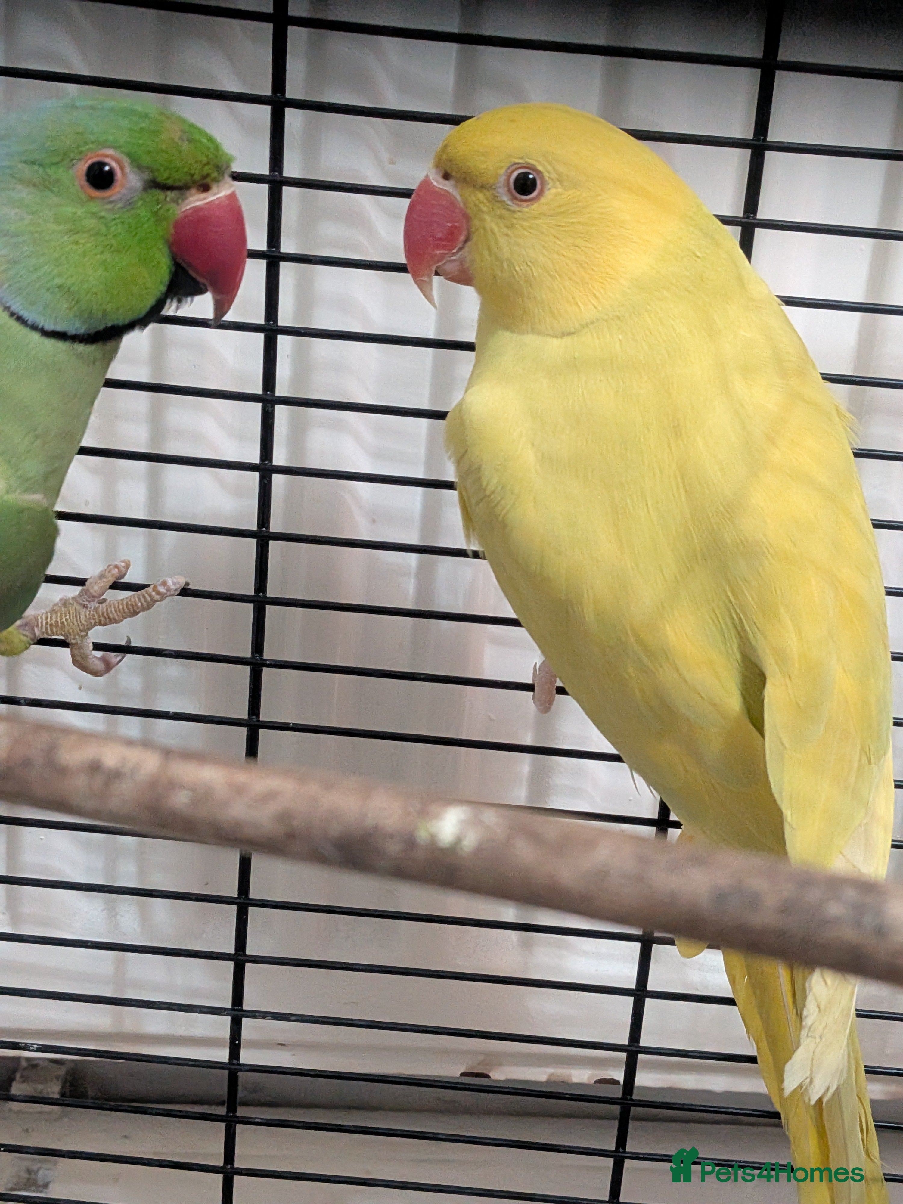 Parrots birds 🐤🦜Breeding Pair of Parrots with Full Setup🦜🐤 - Advert 1