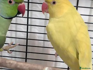 Parrots birds 🐤🦜Breeding Pair of Parrots with Full Setup🦜🐤 - Advert 1