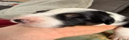 Border Collie dogs for sale: Beautiful border collie pups  - Advert 20
