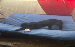 Cocker Spaniel dogs for sale: Cocker Spaniel Puppy – 8 Months Old, Lovely Girl - Image 4