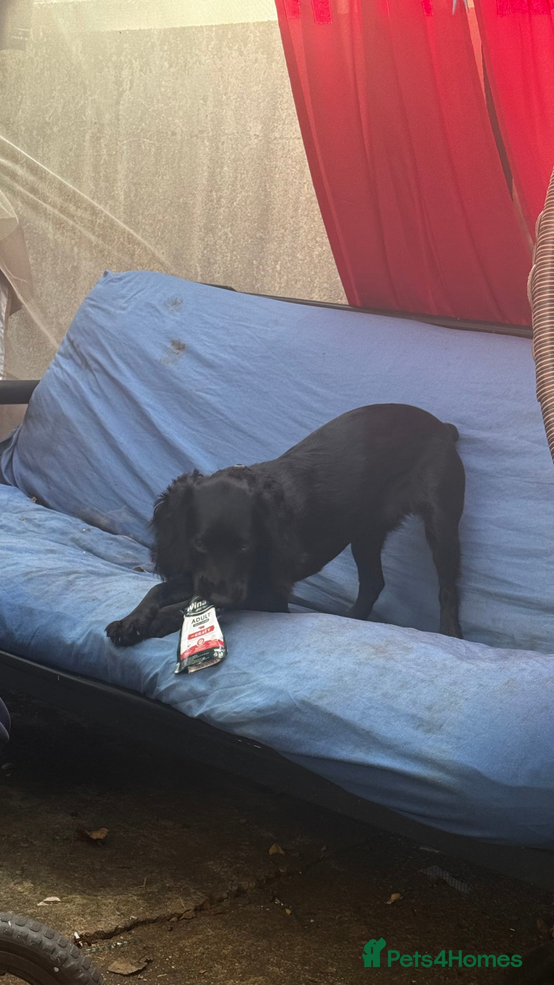 Cocker Spaniel dogs for sale: Cocker Spaniel Puppy – 8 Months Old, Lovely Girl - Image 4