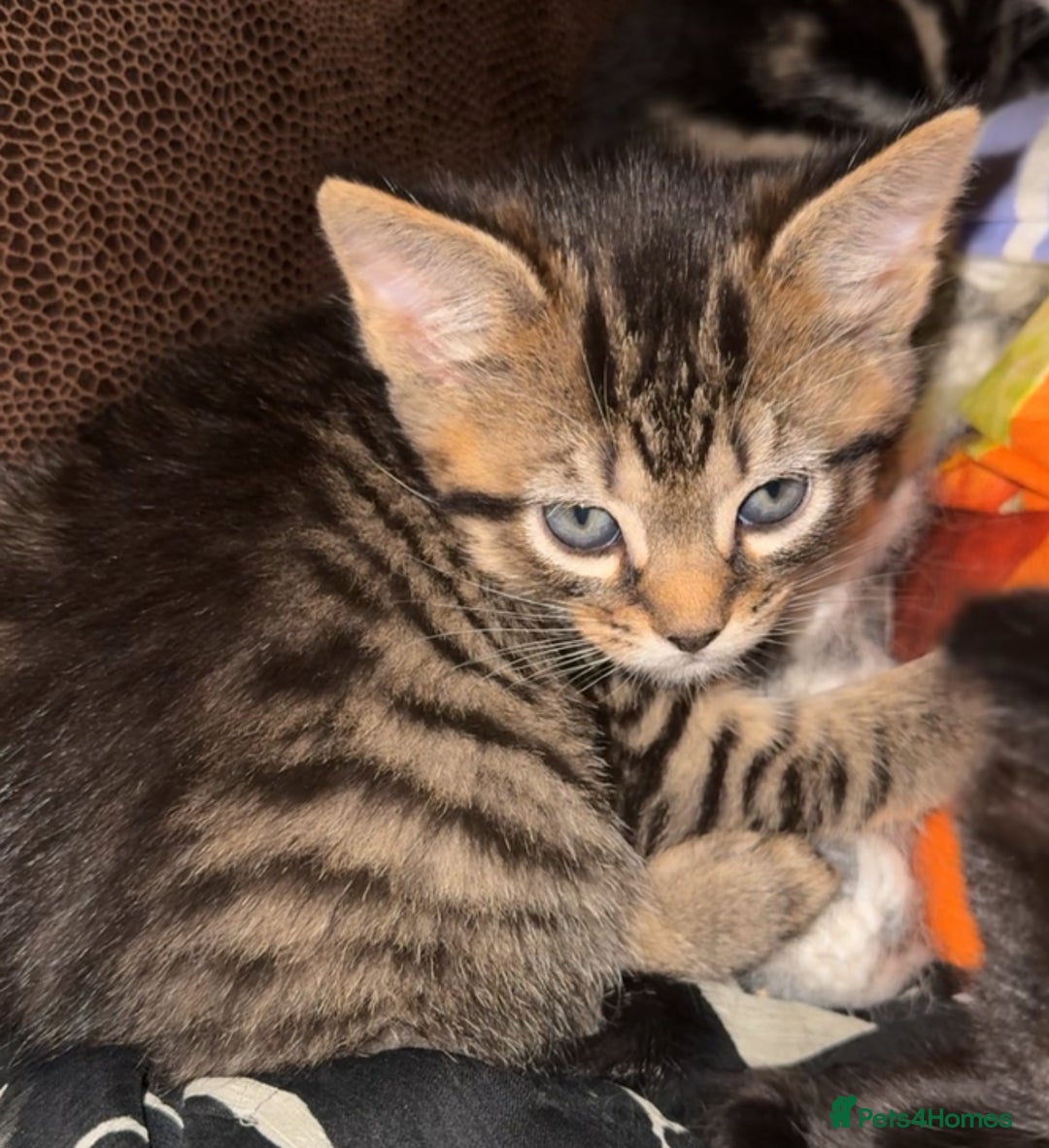 Mixed Breed cats for sale: 4 Kittens for sale  - Advert 6