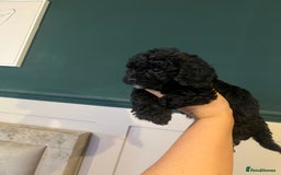 Cavapoo dogs for sale: Tiny Cavapoo - Image 6