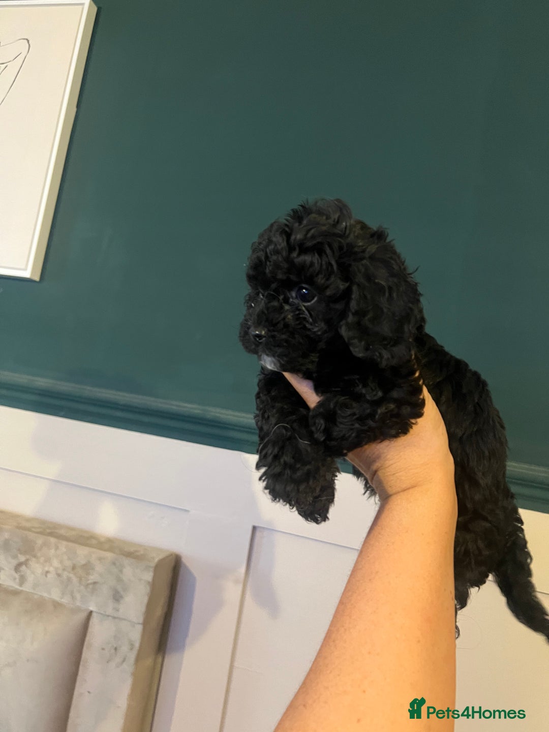 Cavapoo dogs for sale: Tiny Cavapoo - Image 6