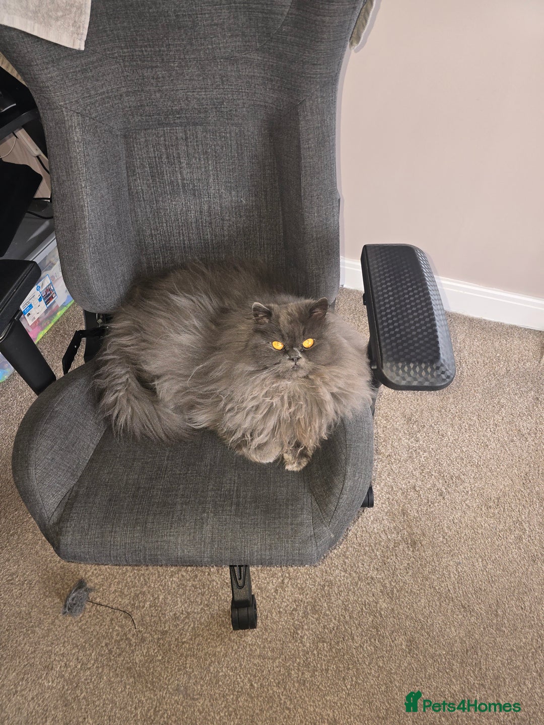 Persian cats for sale: Male Persian  - Advert 4