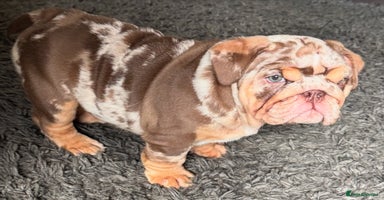 English Bulldog dogs - Advert 16
