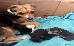 Mixed Breed dogs for sale: Jug and miniature dachshund mix pups - Image 20