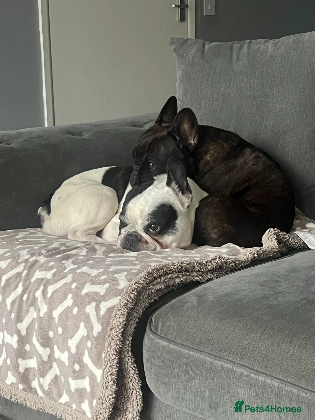 French Bulldog dogs for sale: urgent rehoming french bulldogs - Advert 3