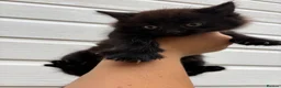 Mixed Breed cats for sale: Beautiful kittens - Advert 6