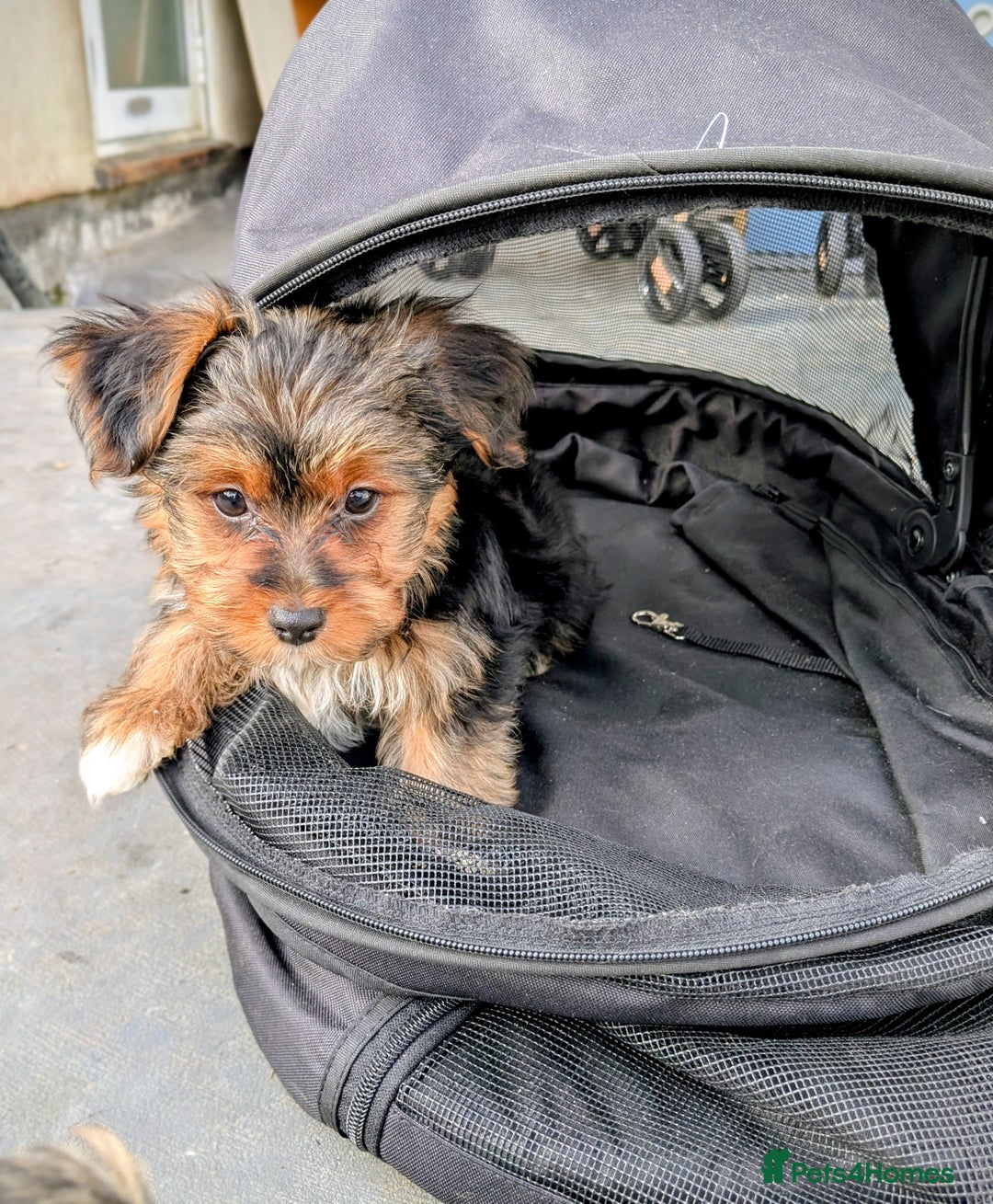 Yorkshire Terrier dogs for sale: 3 Male Yorkshire terriers left  - Image 19
