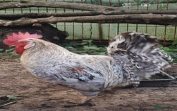 Chickens poultry for sale: Cream legbar Rooster - Image 1