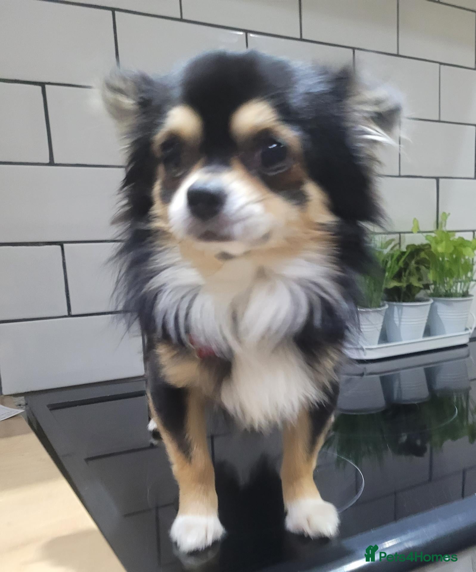 Chihuahua dogs Beautiful Tricolour Chihuahua Male – 2 Years Old - Advert 13