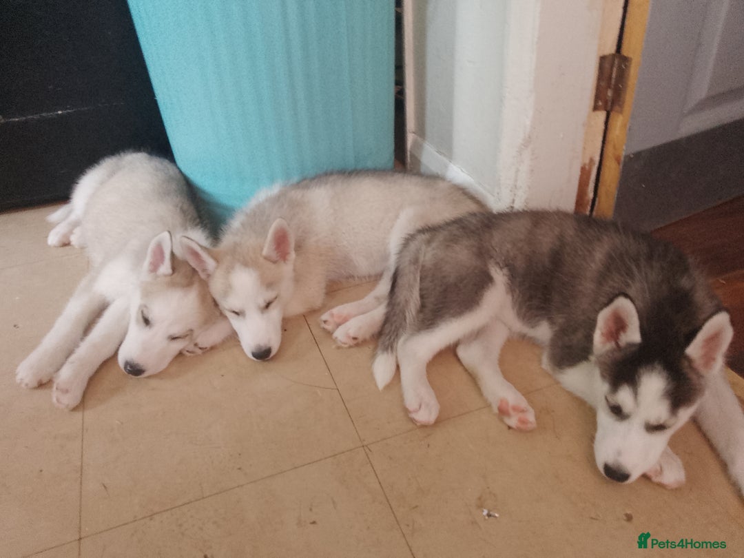 Siberian Husky dogs for sale: Siberian Husky Puppies in Birmingham - Image 21