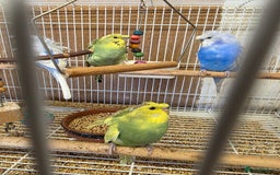 Budgerigars birds for sale: Helicopter Baby Budgies - Image 6