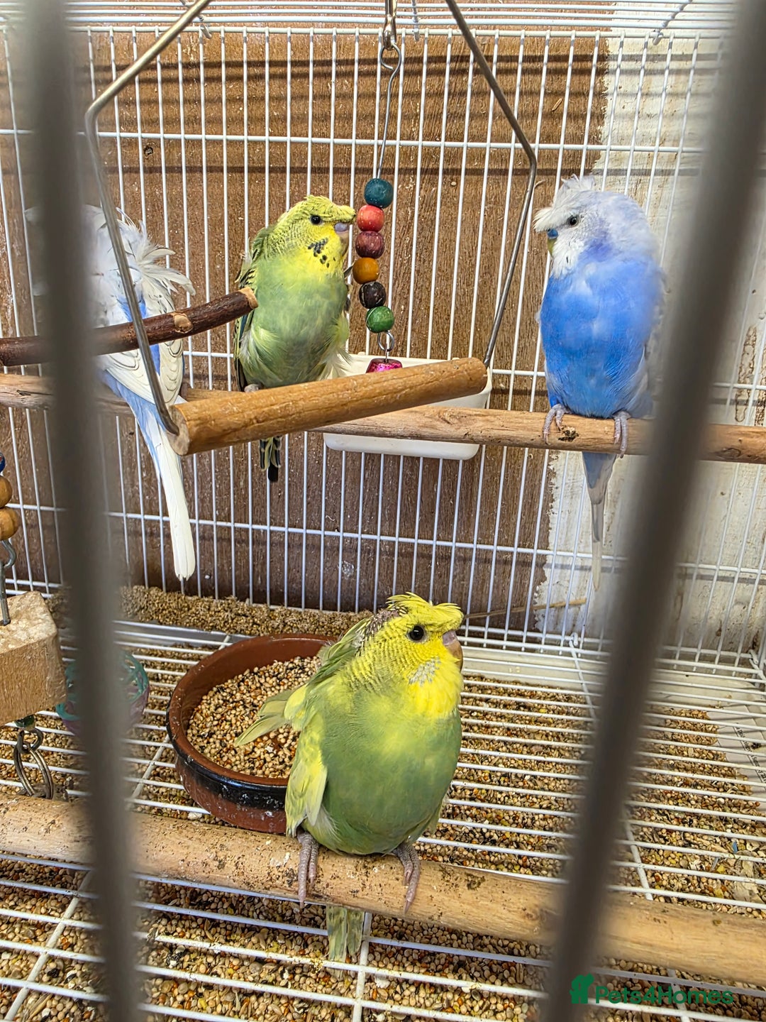 Budgerigars birds for sale: Helicopter Baby Budgies - Image 6