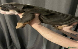 English Bulldog dogs for sale: DWKC STUNNING ENGLISH BULLDOGS. - Image 2