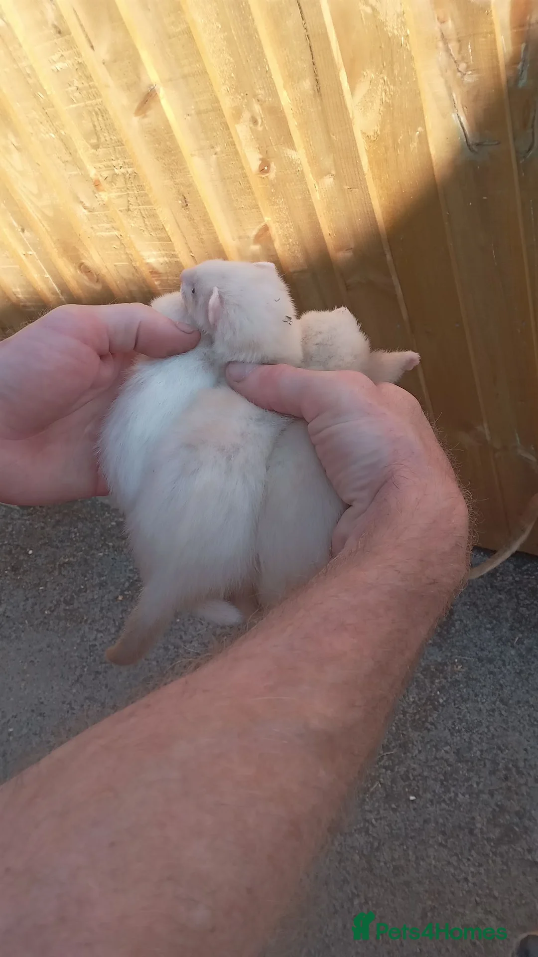 Ferret rodents for sale: Ferrets - Advert 4