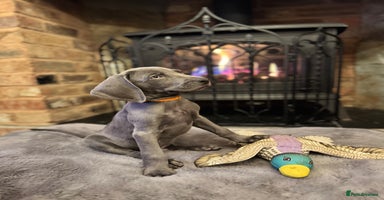 Weimaraner dogs 🐶🐾Adorable KC Registered Weimaraner Puppies🐶🐾 - Advert 3