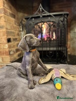 Weimaraner dogs 🐶🐾Adorable KC Registered Weimaraner Puppies🐶🐾 - Advert 3